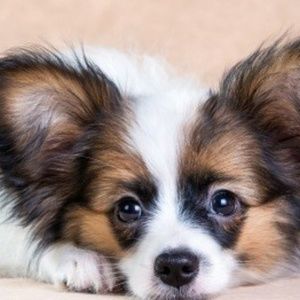 Meet your Posher, Anni